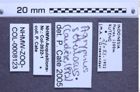 Etiketten zu Agrypnus setulosus (NHMW-ZOO-COL-0008123)